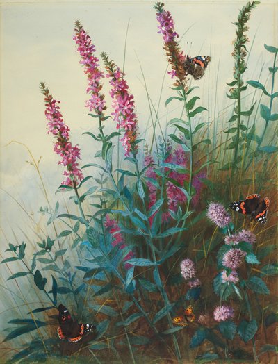 Purple Loosestrife and Watermint, c.1910-20 by Archibald Thorburn